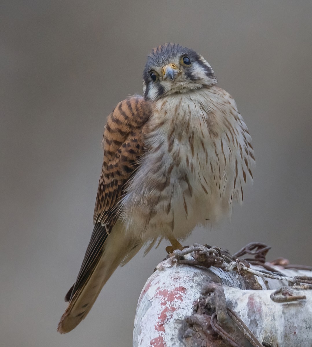 American Kestrel - ML620639537