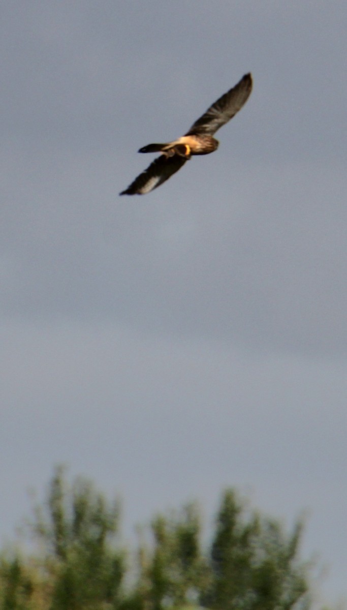 Eurasian Kestrel (Eurasian) - ML620639541