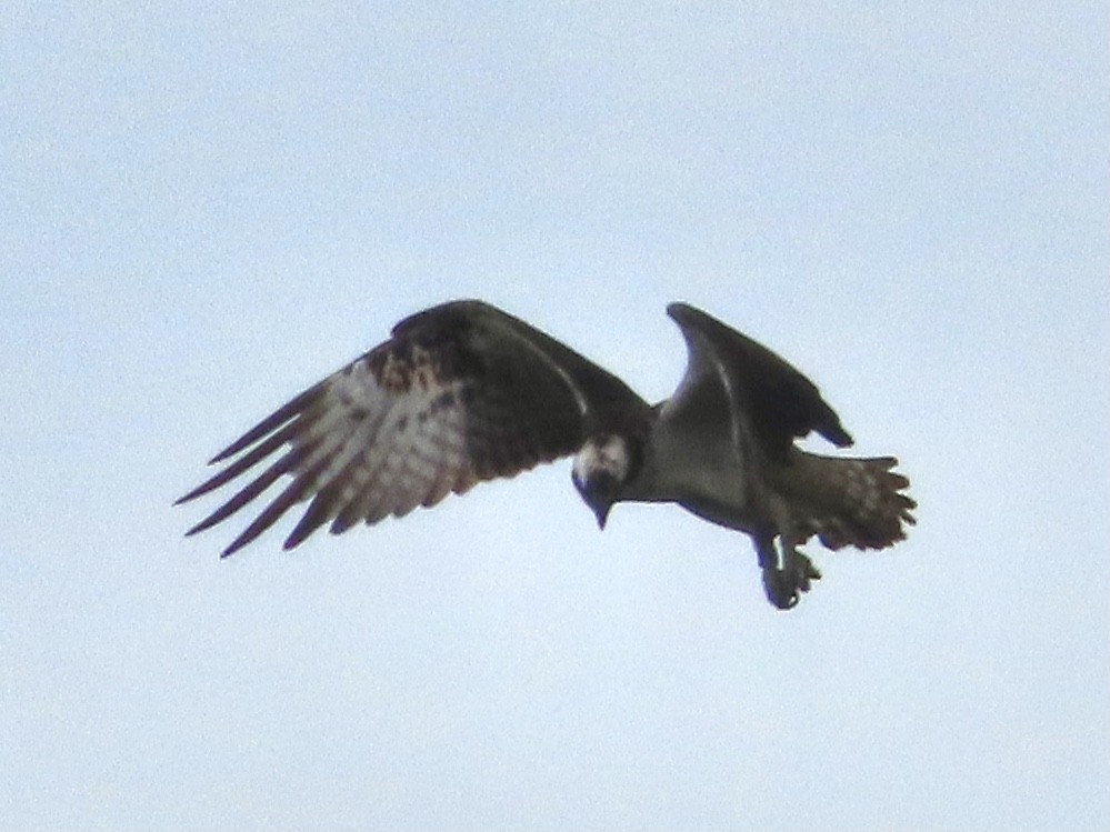 Águila Pescadora - ML620639549