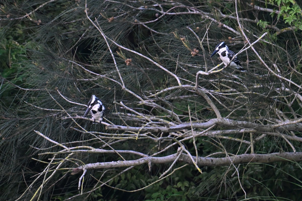 Pied Kingfisher - ML620639551