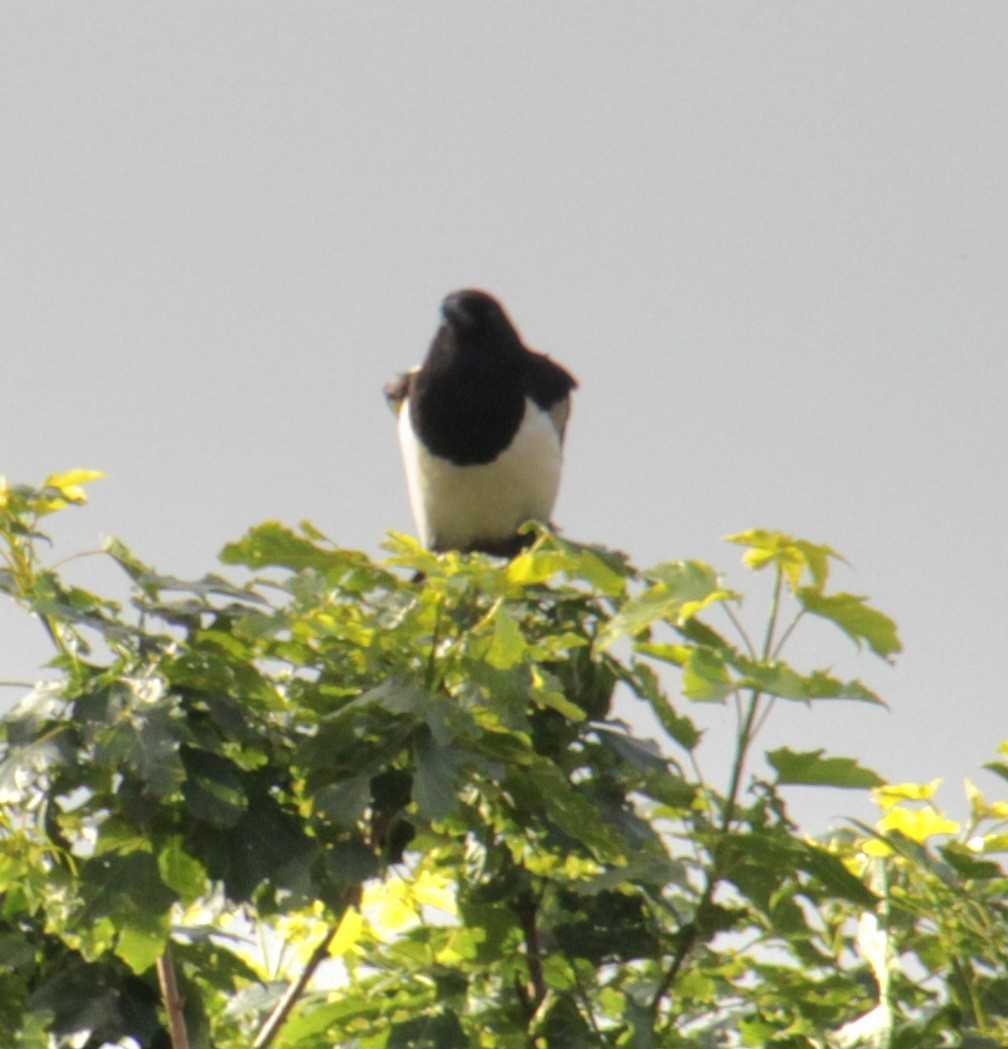 Eurasian Magpie (Eurasian) - ML620639552