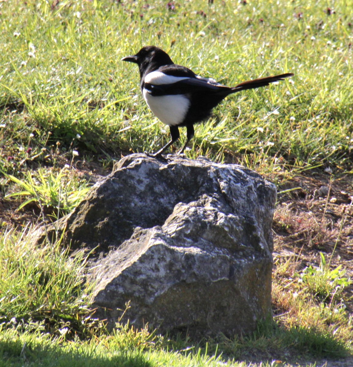 Eurasian Magpie (Eurasian) - ML620639554