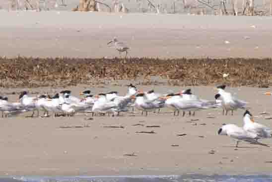 Royal Tern - ML620639556