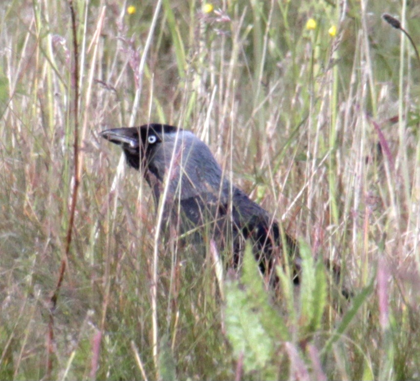 Eurasian Jackdaw - ML620639557