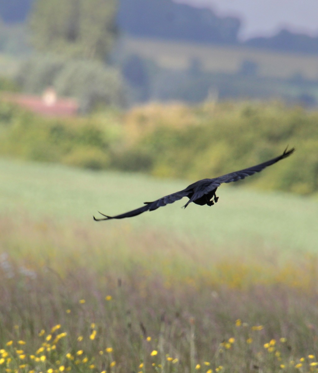 Eurasian Jackdaw - ML620639558