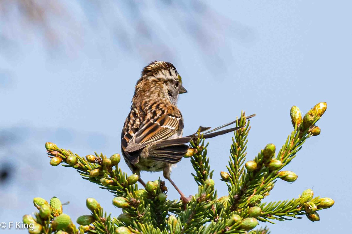 White-throated Sparrow - ML620639560