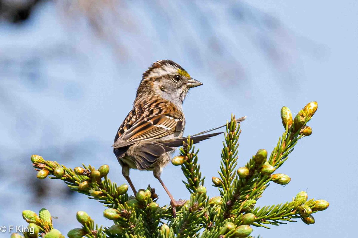 White-throated Sparrow - ML620639561