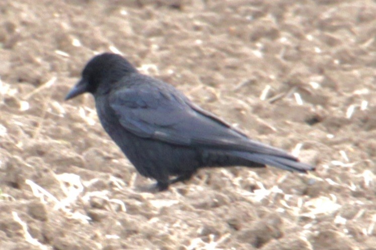 Carrion Crow (Western) - ML620639563
