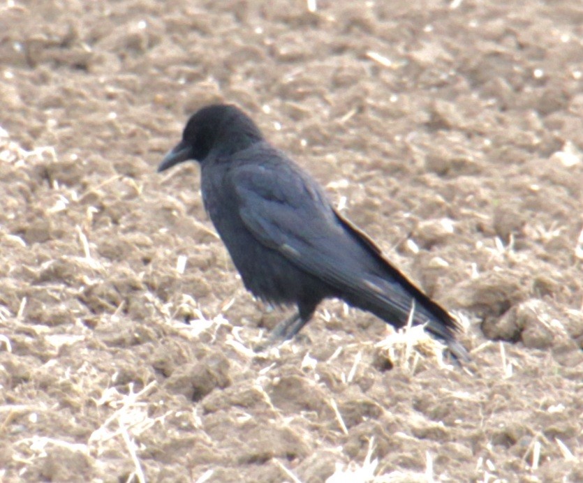 Carrion Crow (Western) - ML620639564