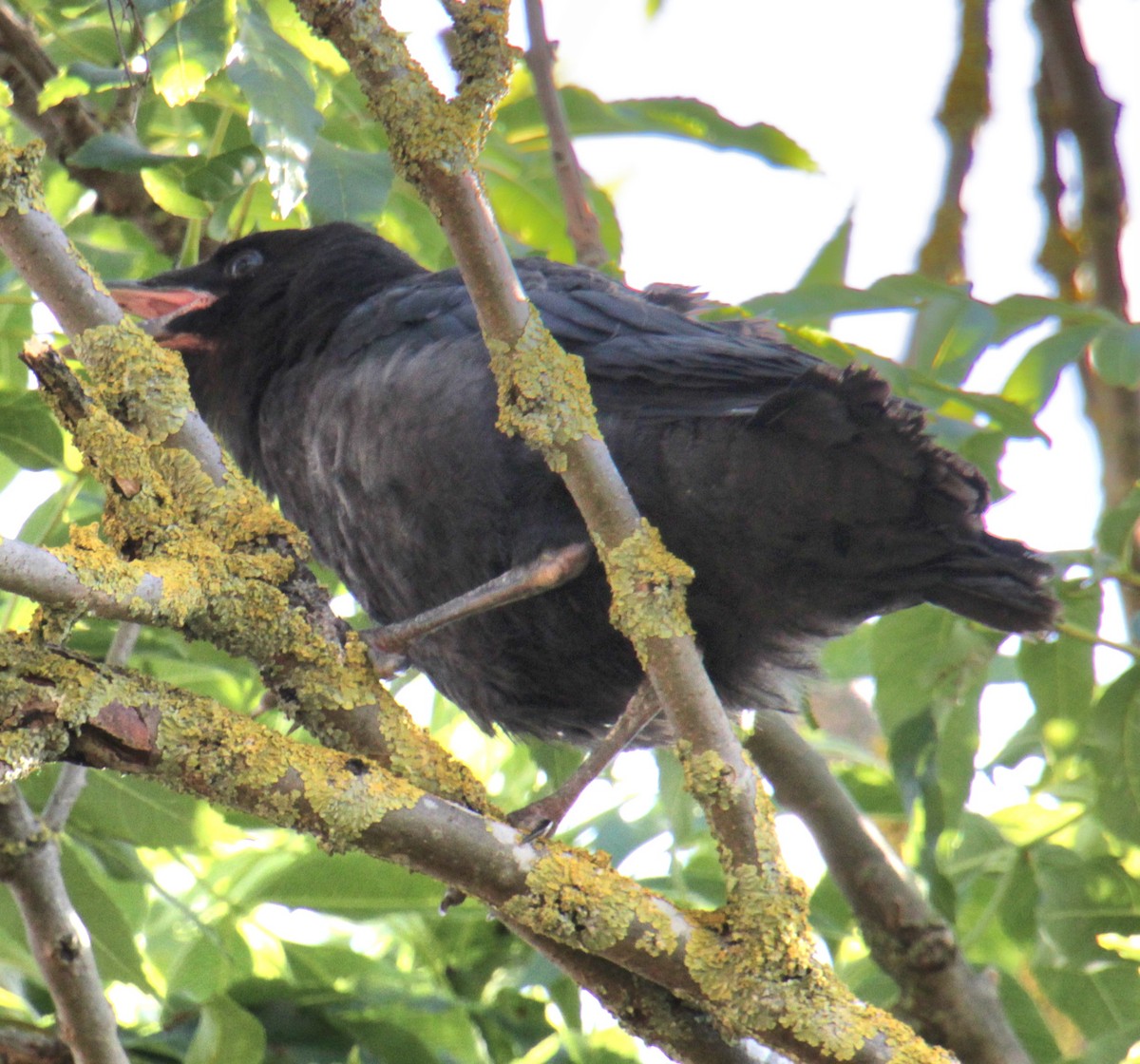 Carrion Crow (Western) - ML620639565