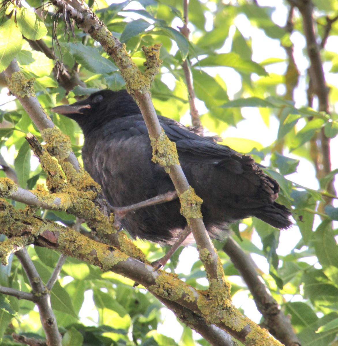 Carrion Crow (Western) - ML620639566