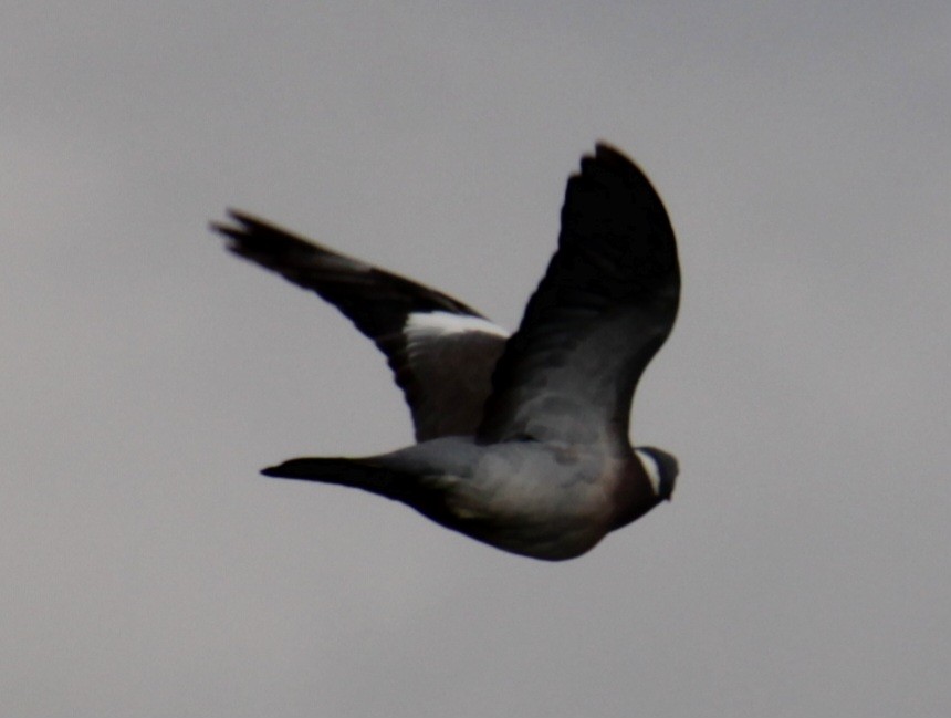 Common Wood-Pigeon (White-necked) - ML620639569