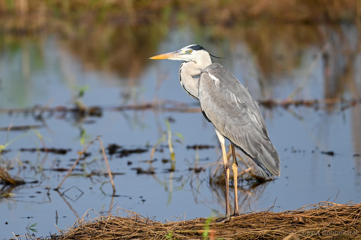 Gray Heron - ML620639570