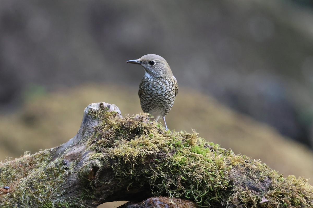 Blue-capped Rock-Thrush - ML620639571