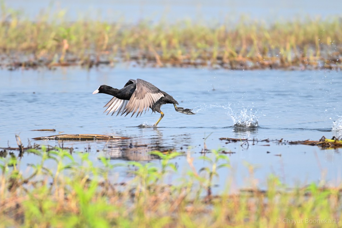 Eurasian Coot - ML620639574