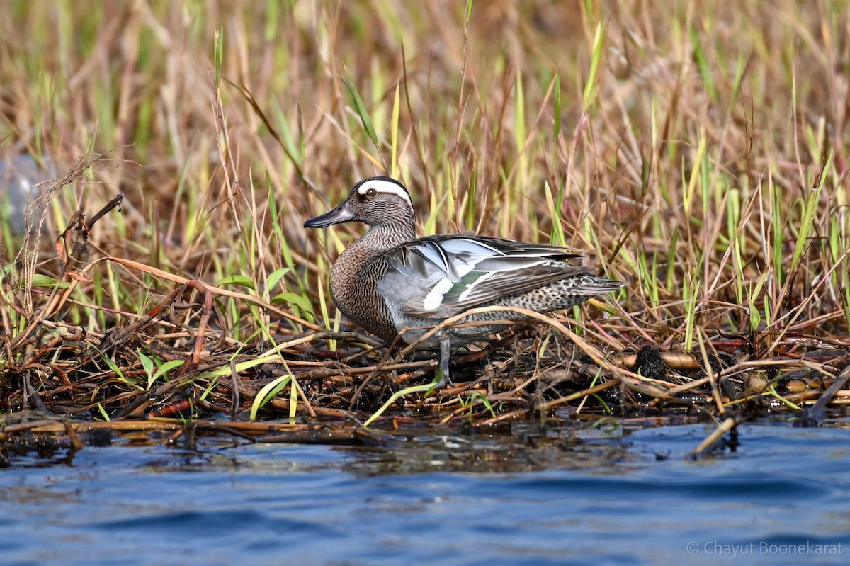 Garganey - ML620639577