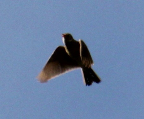 Eurasian Skylark (European) - Samuel Harris