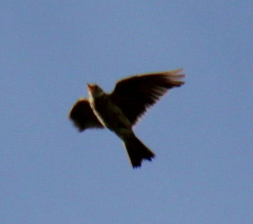 Eurasian Skylark (European) - ML620639579