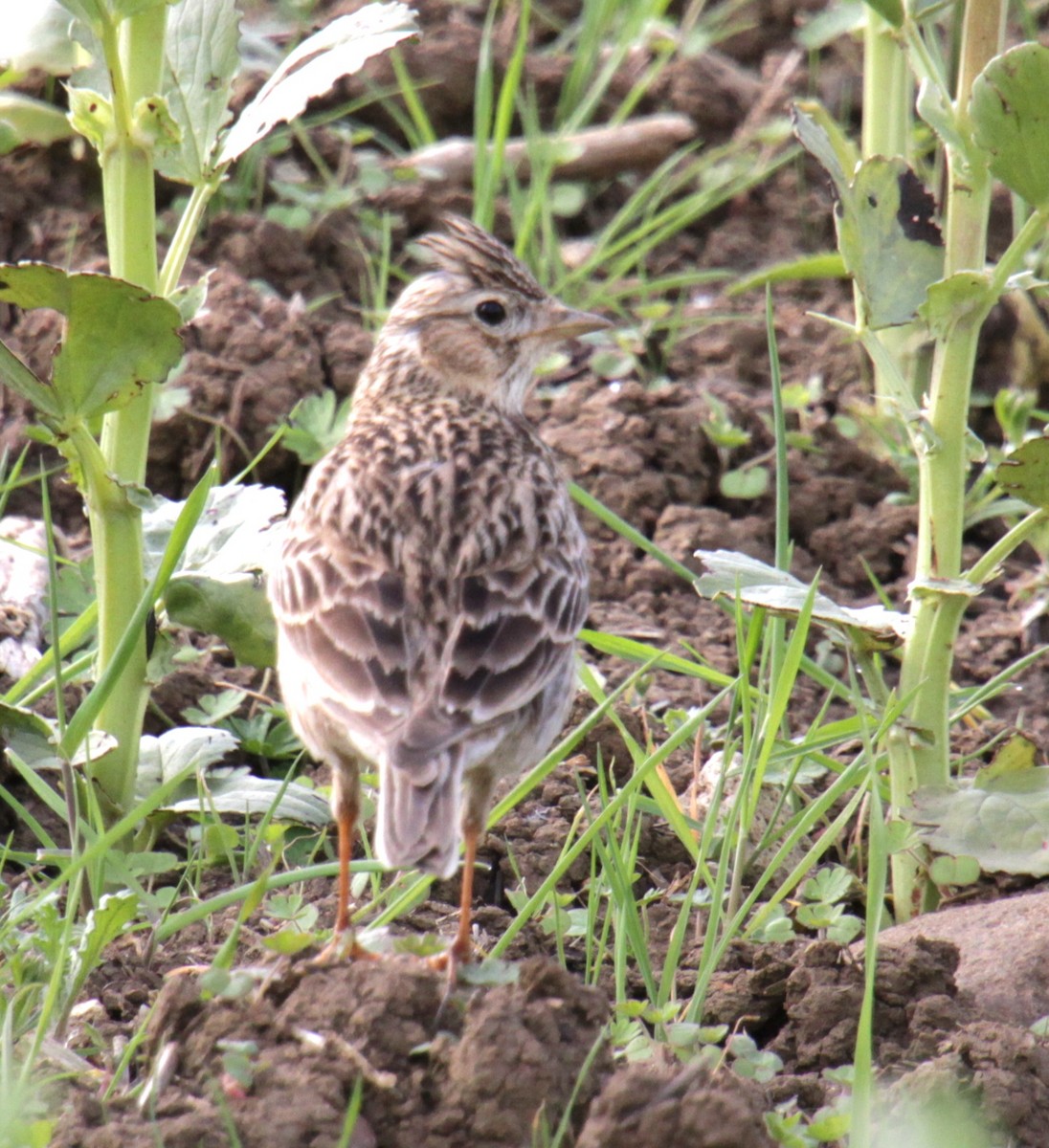 Eurasian Skylark (European) - ML620639580