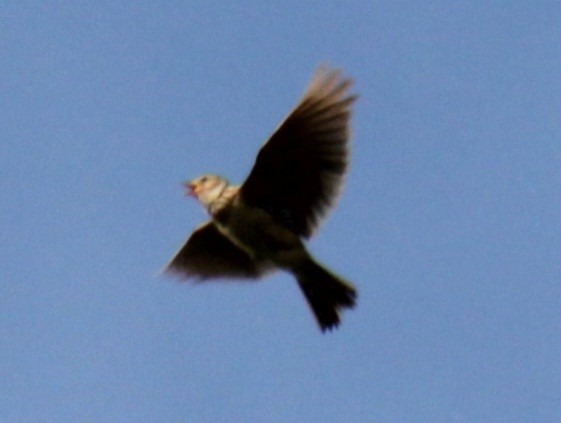 Eurasian Skylark (European) - ML620639581