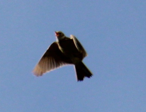 Eurasian Skylark (European) - ML620639582