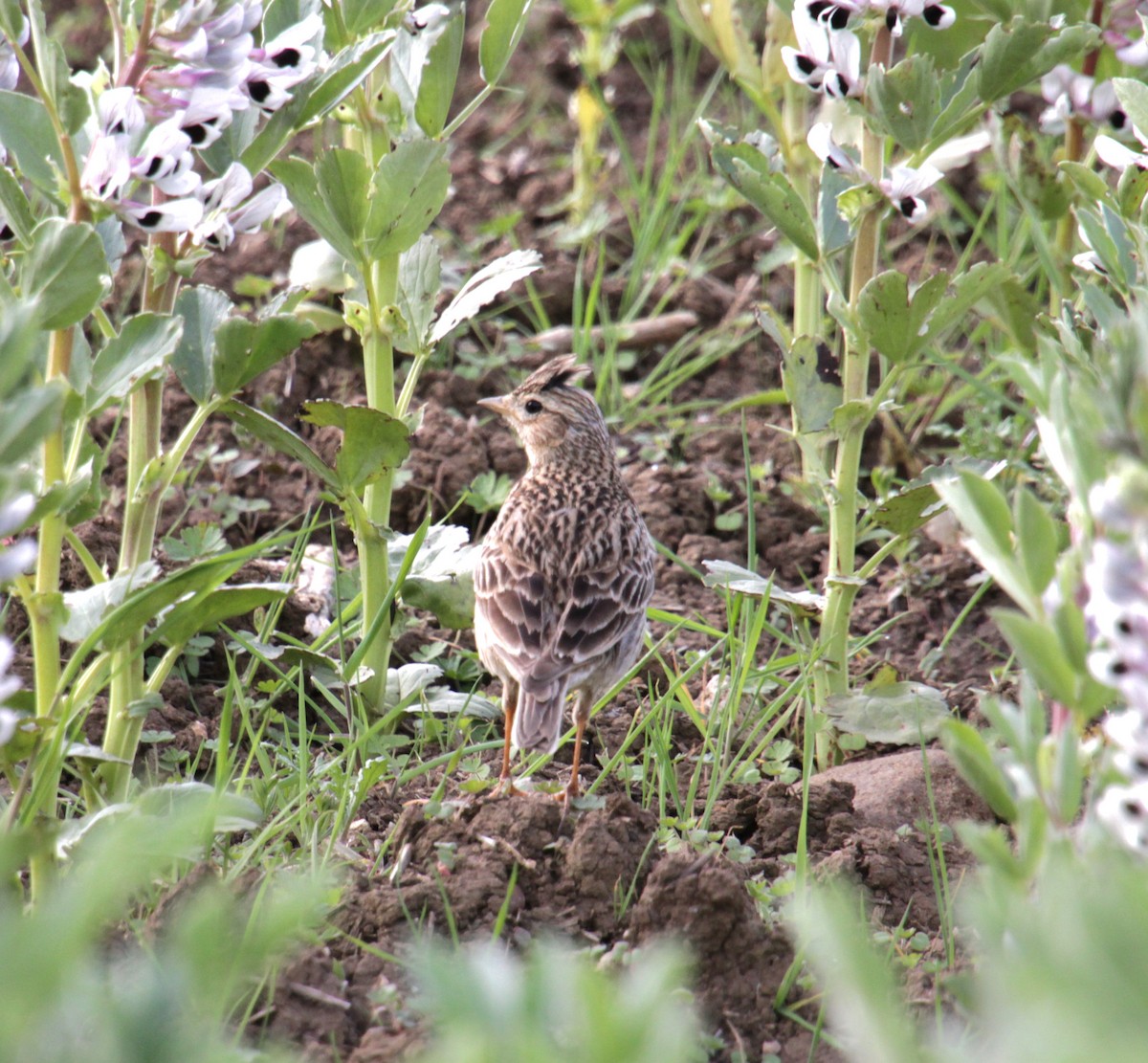 Eurasian Skylark (European) - ML620639585