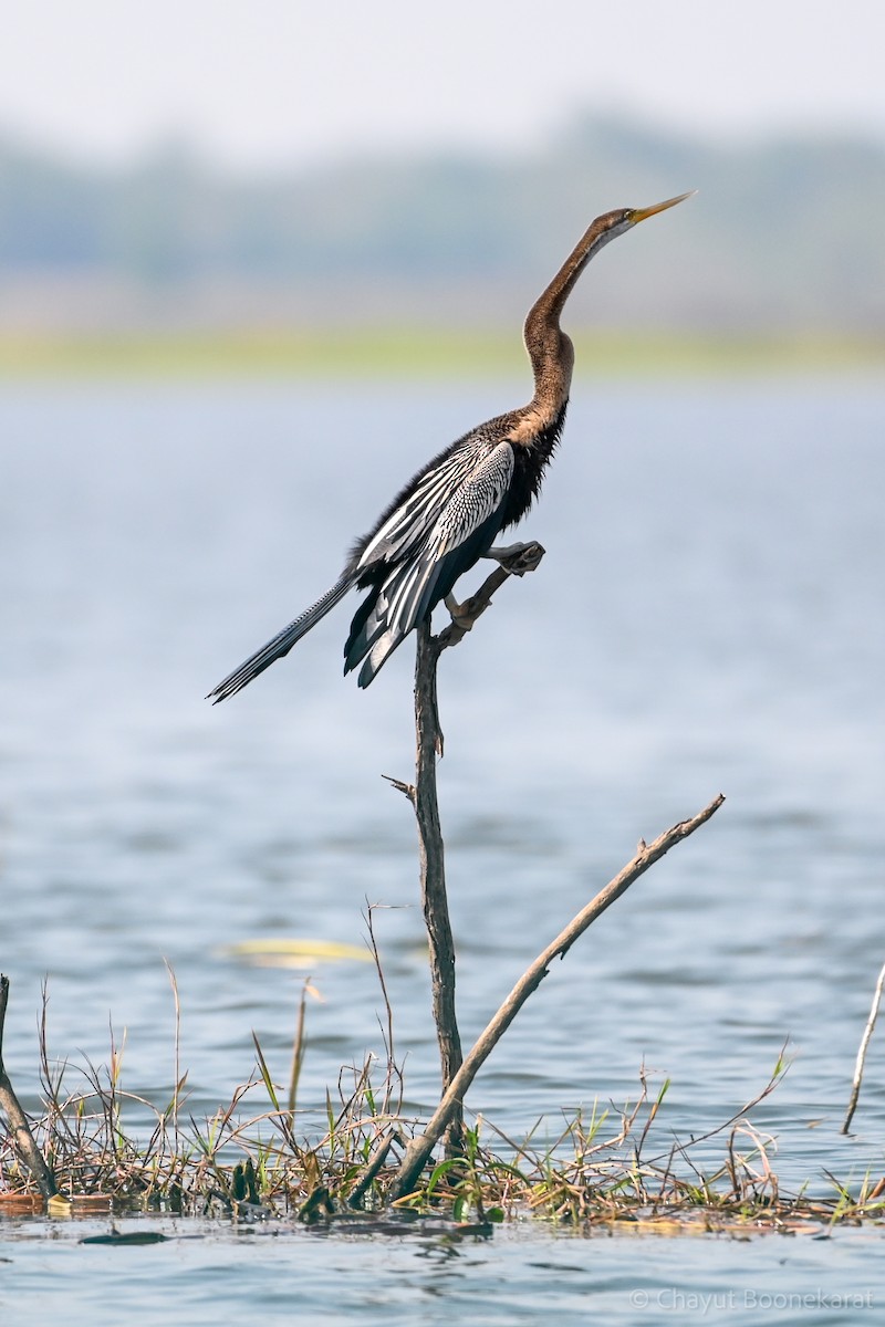 Anhinga Asiática - ML620639586