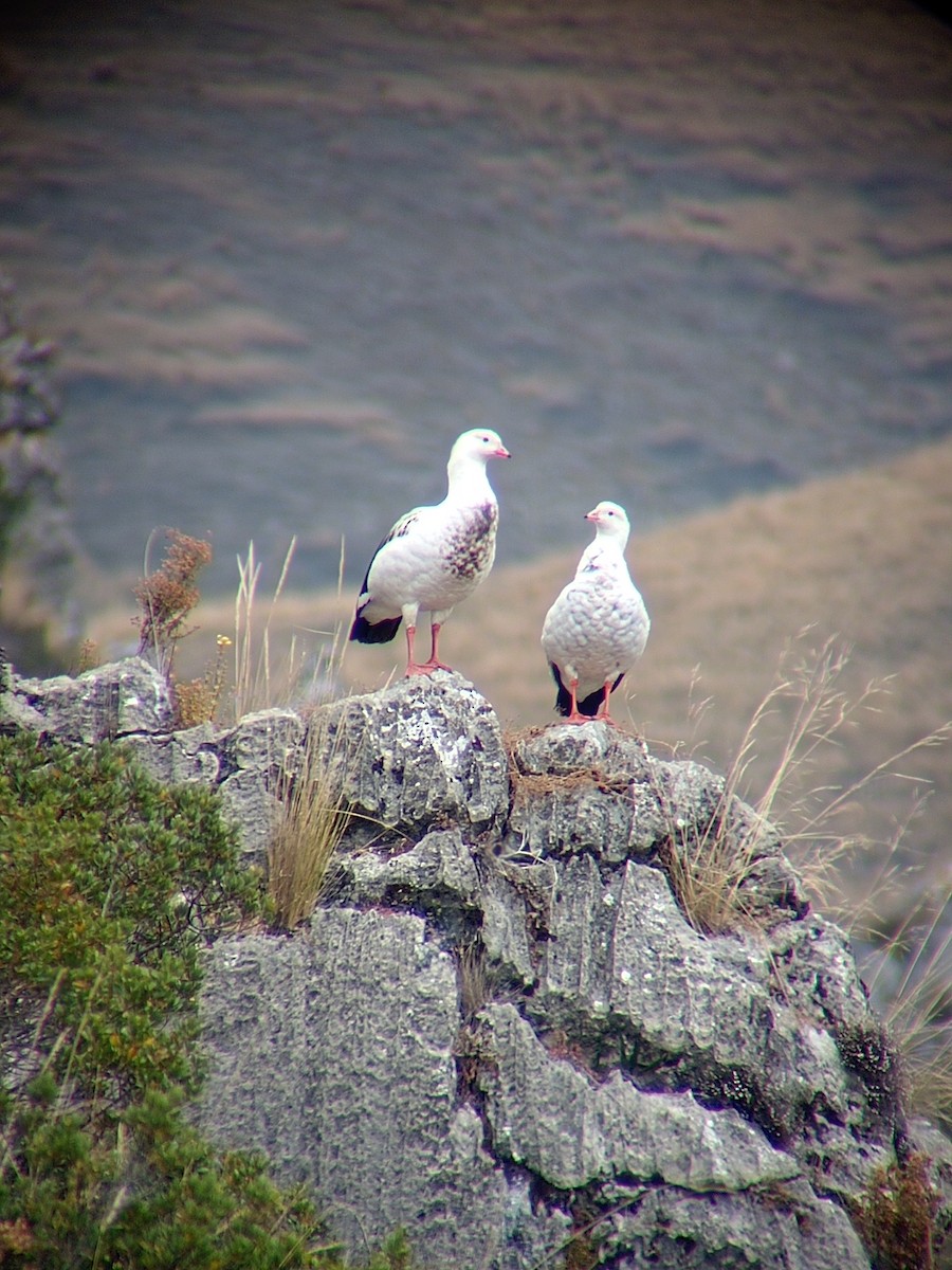 Andean Goose - ML620639590