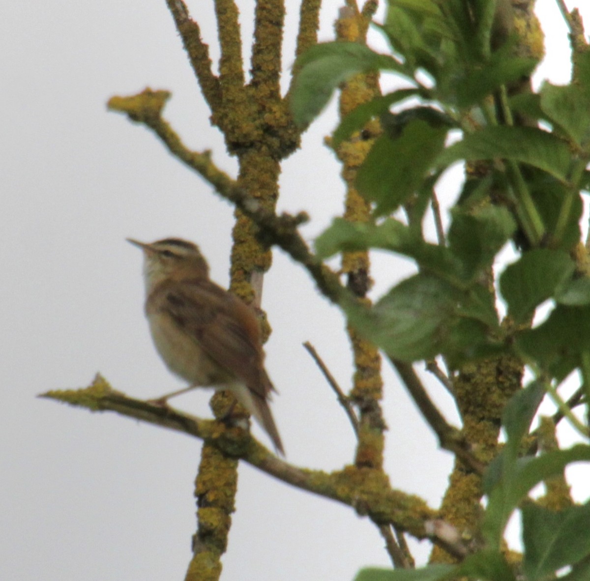 Sedge Warbler - ML620639592