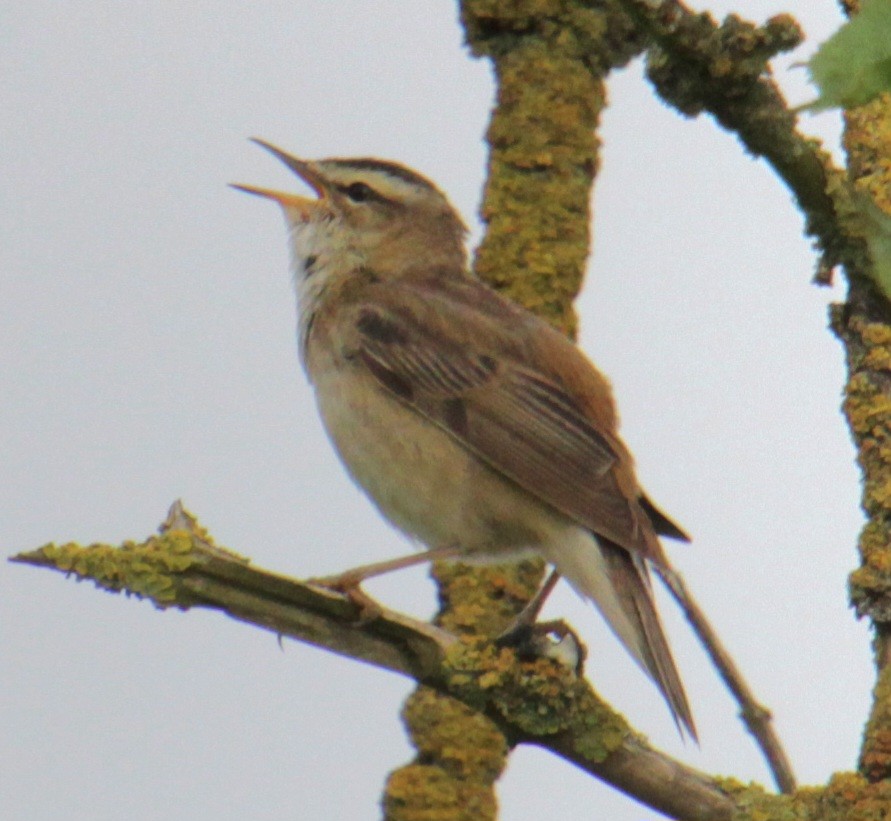 Sedge Warbler - ML620639593