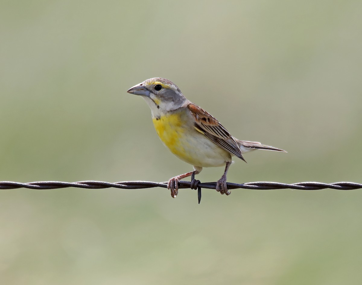 Dickcissel - ML620639596