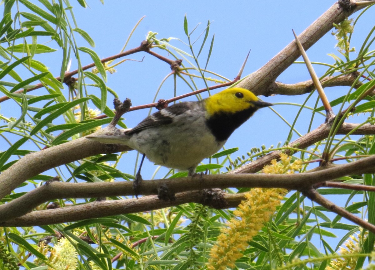 Paruline à tête jaune - ML620639599