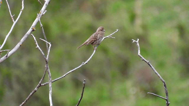 Himalayan Beautiful Rosefinch - ML620639601