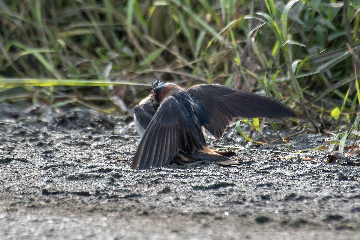 Cliff Swallow - ML620639610