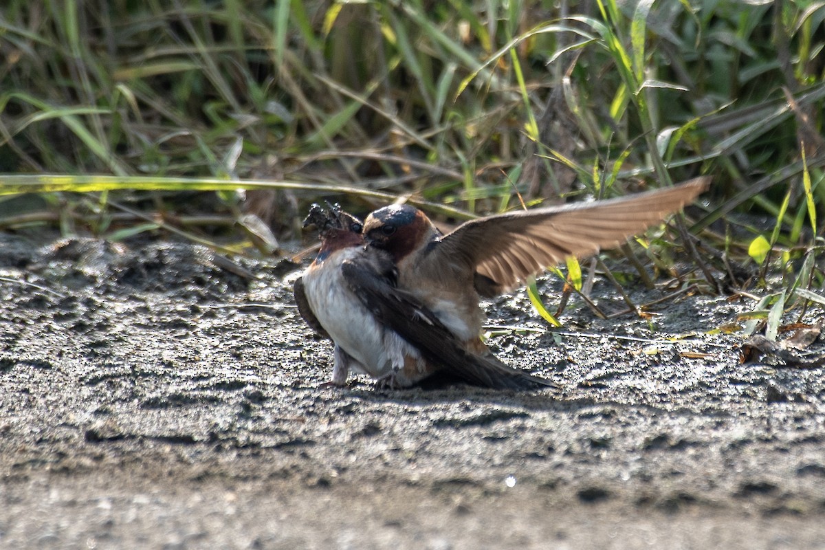 Cliff Swallow - ML620639611