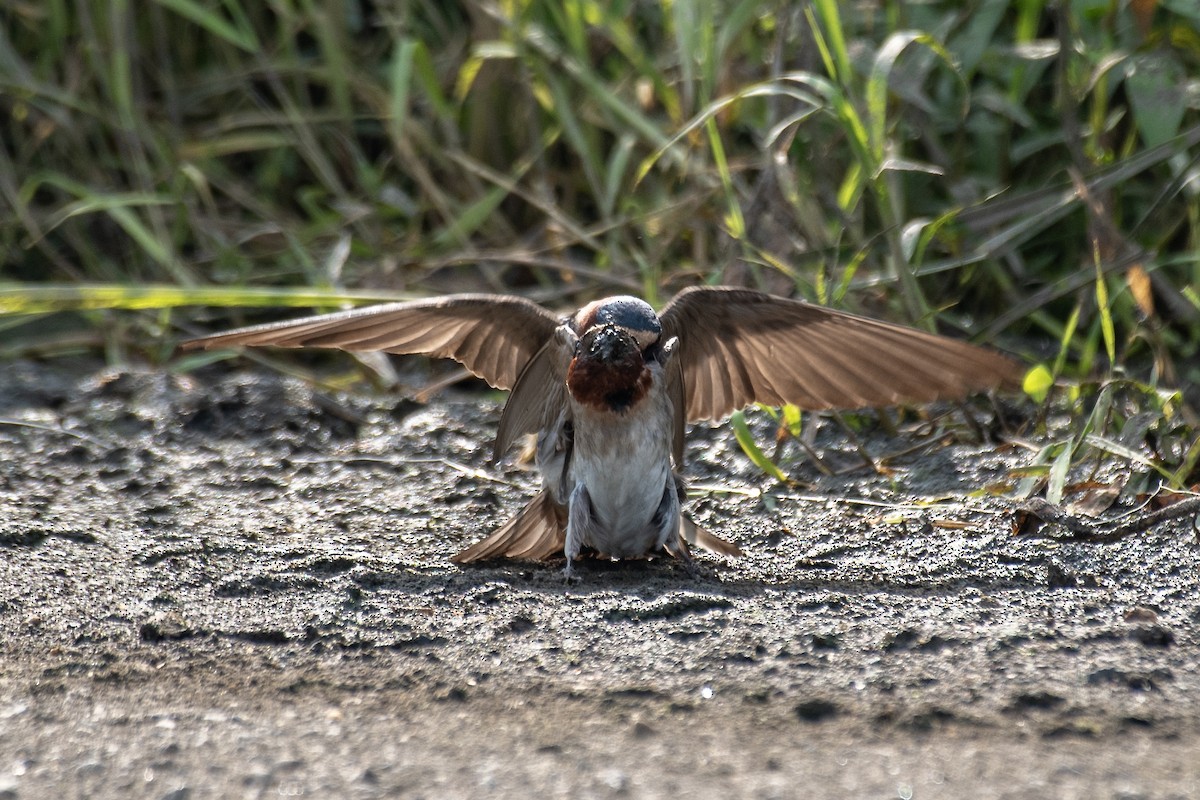 Cliff Swallow - ML620639613