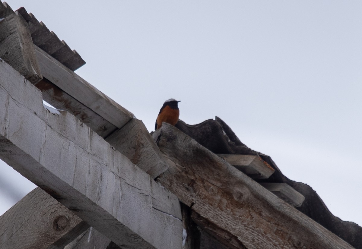 White-winged Redstart - Clive Harris