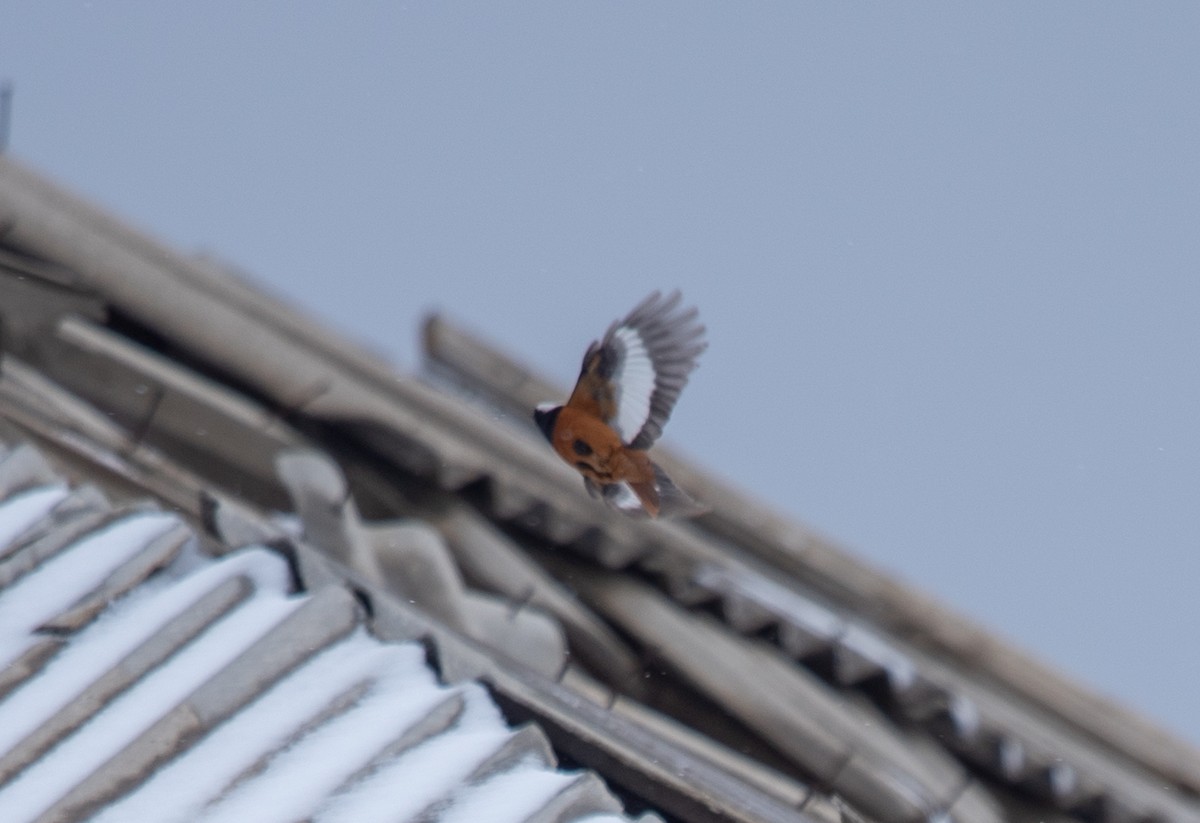 White-winged Redstart - ML620639616