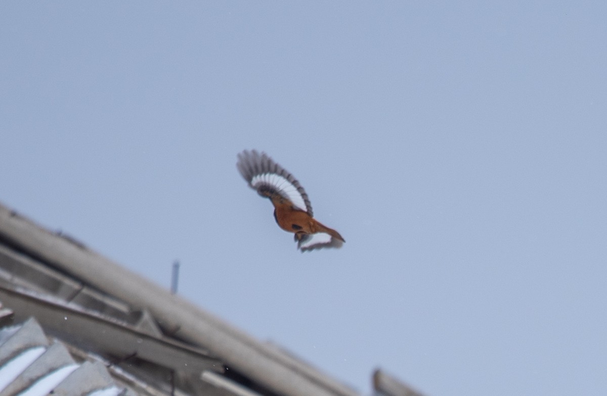 White-winged Redstart - ML620639617