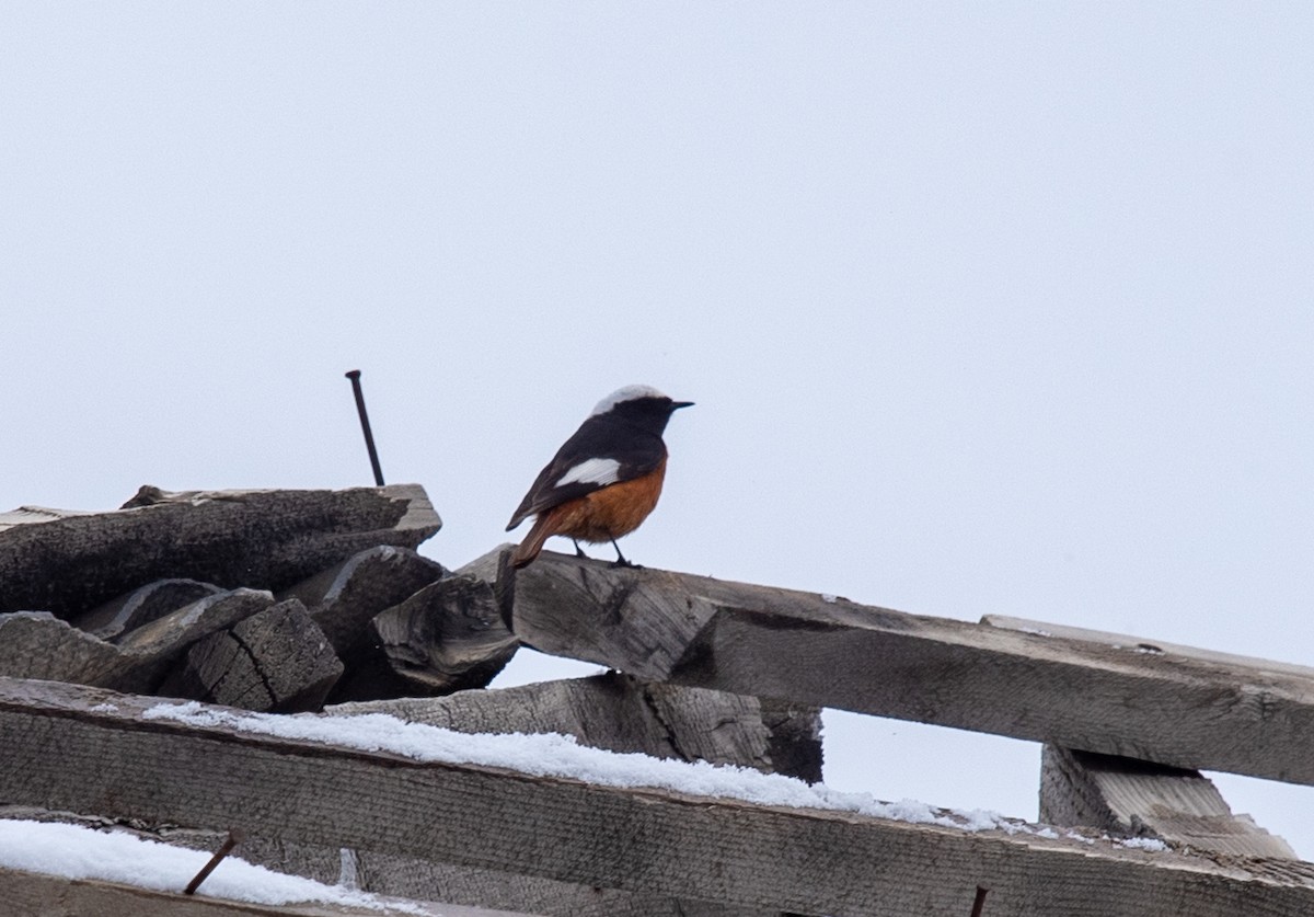 White-winged Redstart - ML620639620