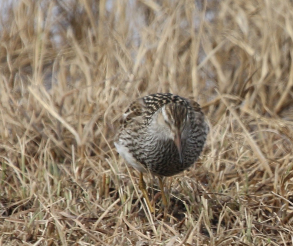 アメリカウズラシギ - ML620639622