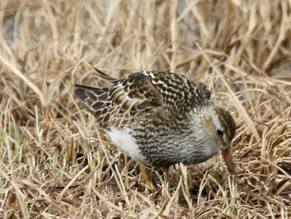 Graubrust-Strandläufer - ML620639623