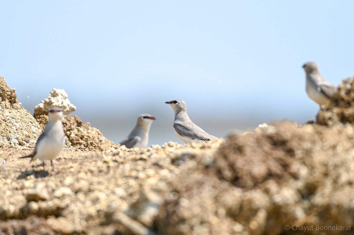 Small Pratincole - ML620639627