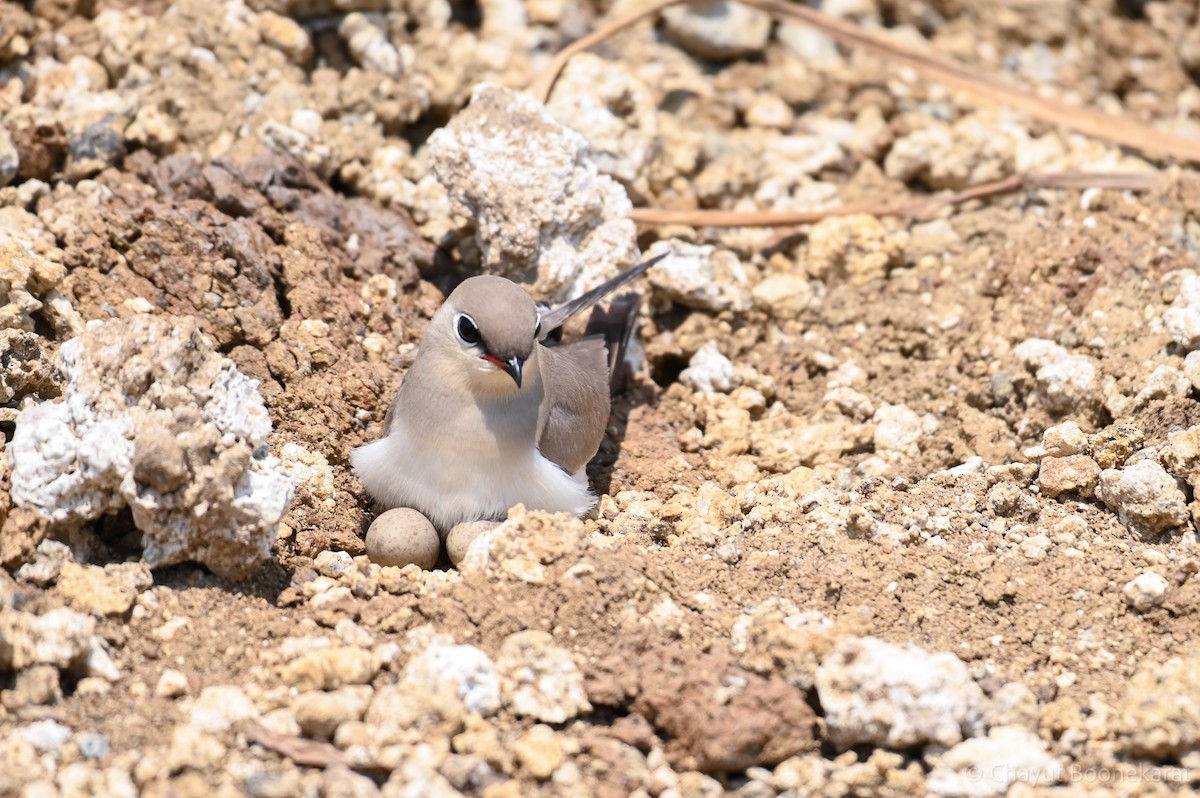 Small Pratincole - Chayut Boonekarat