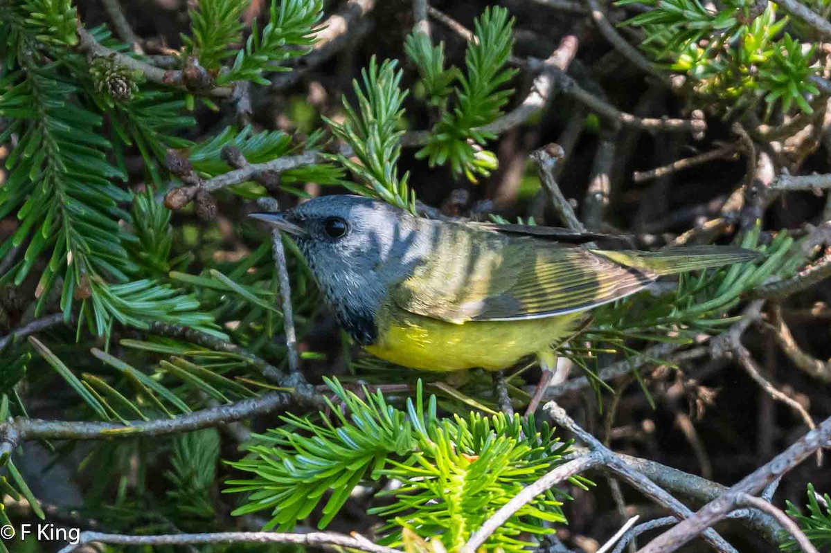 Mourning Warbler - ML620639648