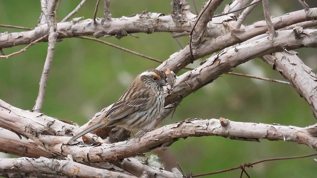 Chinese White-browed Rosefinch - ML620639652