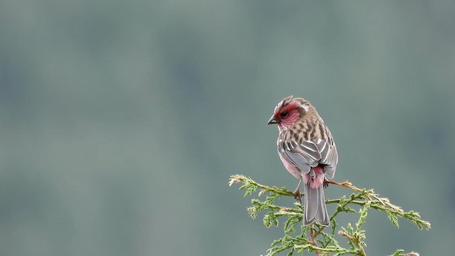 Chinese White-browed Rosefinch - ML620639653