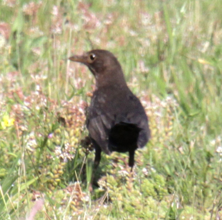 Eurasian Blackbird - ML620639655