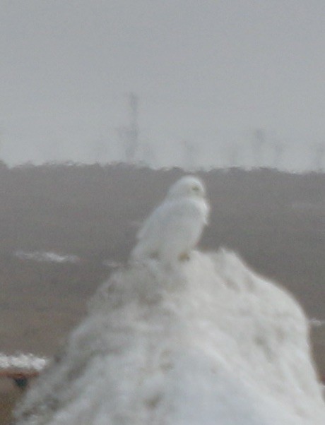 Snowy Owl - ML620639656