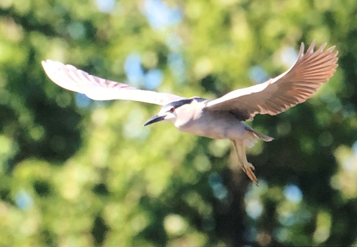 Black-crowned Night Heron - ML620639657